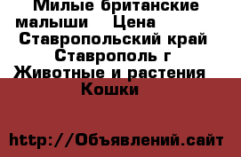 Милые британские малыши. › Цена ­ 2 000 - Ставропольский край, Ставрополь г. Животные и растения » Кошки   